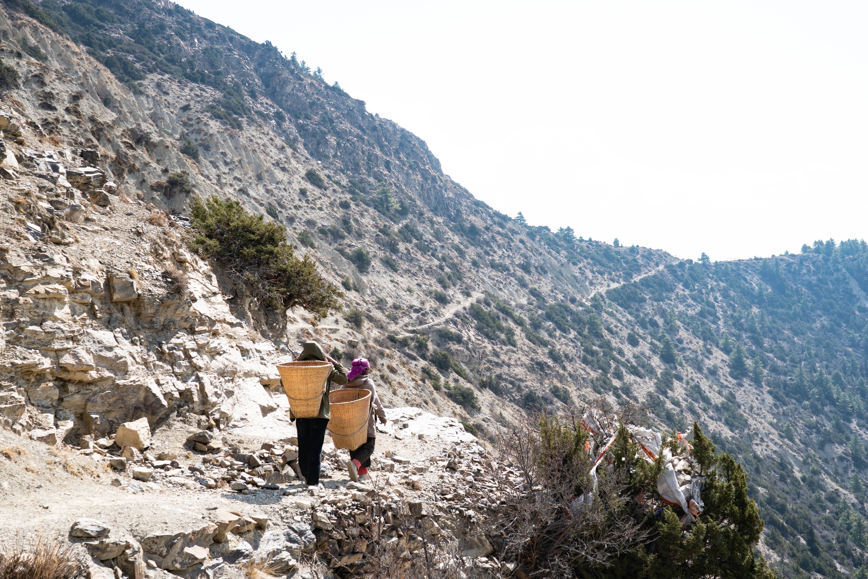 Locals walk uphill to cut juniper trees.jpg